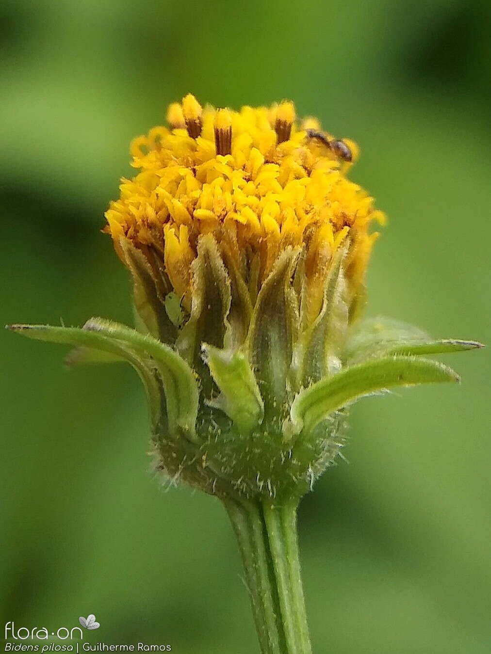 Bidens pilosa-(2) - Bráctea | Guilherme Ramos; CC BY-NC 4.0