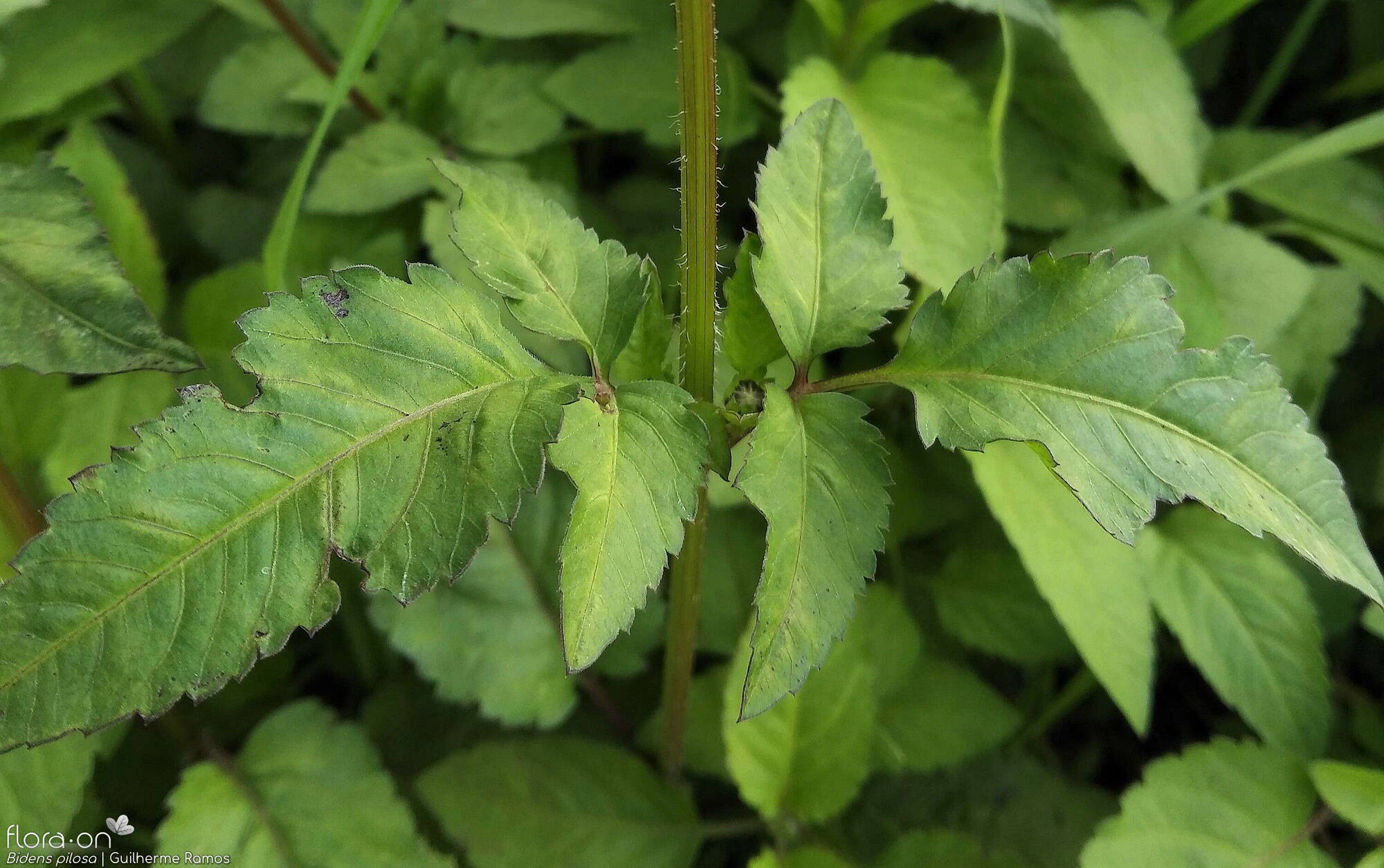 Bidens pilosa-(2) - Folha | Guilherme Ramos; CC BY-NC 4.0