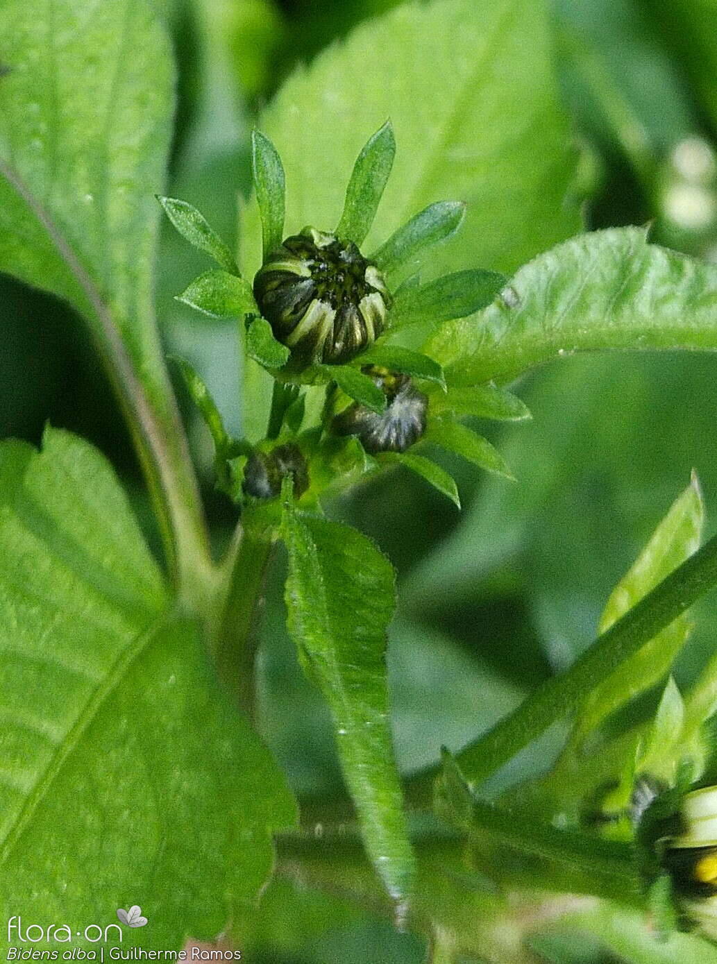Bidens pilosa-(2) - Botão | Guilherme Ramos; CC BY-NC 4.0