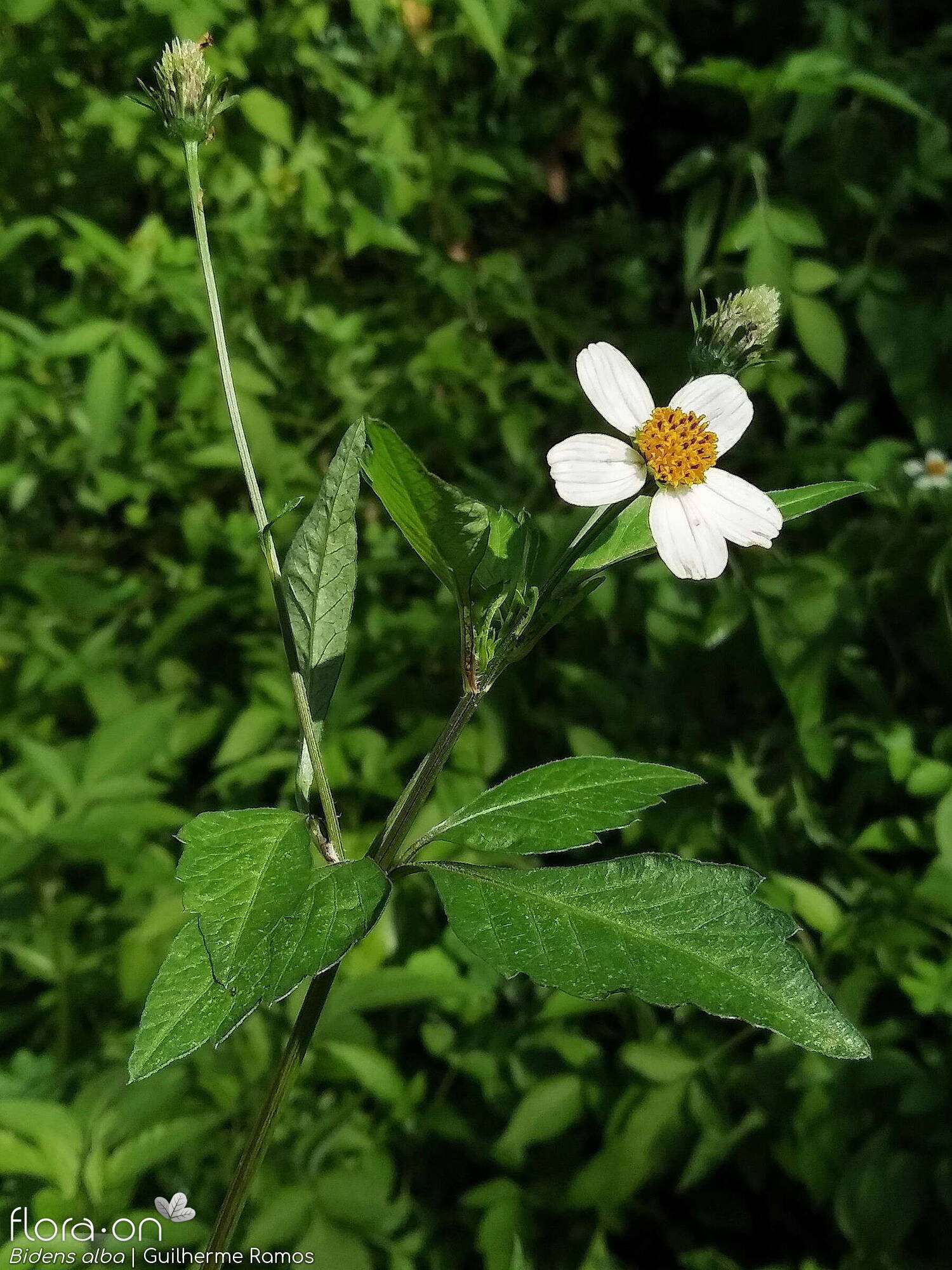 Bidens pilosa-(2) - Flor (geral) | Guilherme Ramos; CC BY-NC 4.0