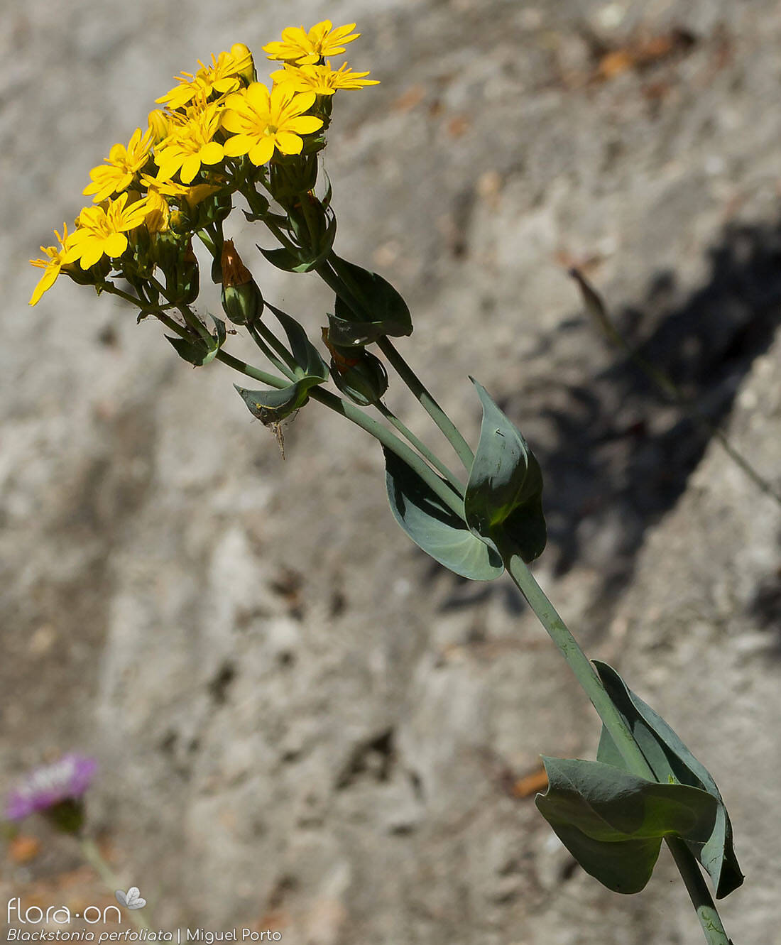 Blackstonia perfoliata - Flor (geral) | Miguel Porto; CC BY-NC 4.0