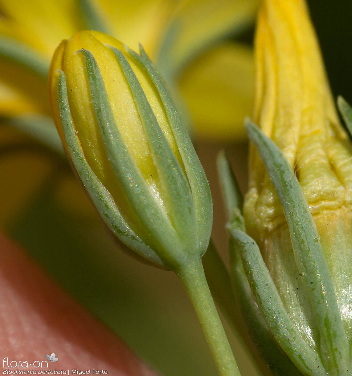 Blackstonia perfoliata - Flor (close-up) | Miguel Porto; CC BY-NC 4.0