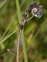 Boraginaceae