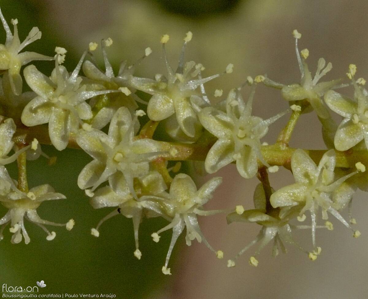 Boussingaultia cordifolia - Flor (close-up) | Paulo Ventura Araújo; CC BY-NC 4.0