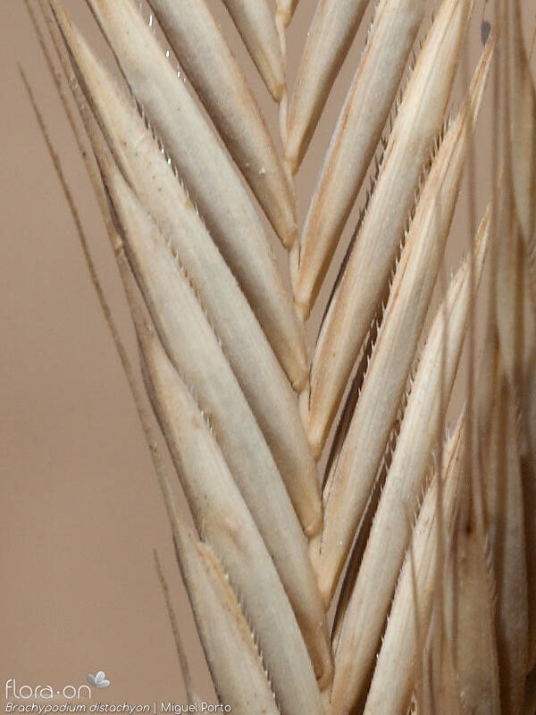 Brachypodium distachyon - Flor (close-up) | Miguel Porto; CC BY-NC 4.0