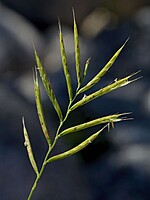 Brachypodium rupestre