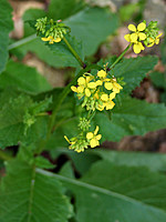 Brassicaceae