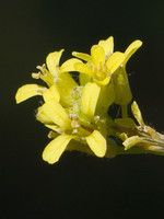 Brassicaceae