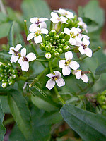 Brassicaceae