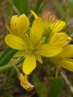 Brassicaceae