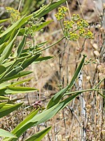 Bupleurum salicifolium