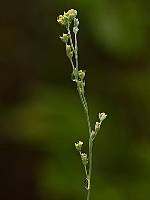 Bupleurum tenuissimum
