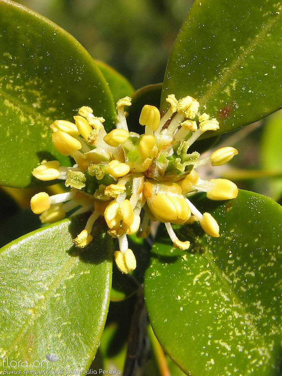 Buxus sempervirens - Flor (close-up) | Ana Júlia Pereira; CC BY-NC 4.0