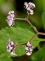 Bystropogon punctatus