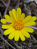 Calendula suffruticosa