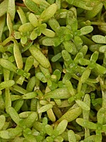 Callitriche brutia