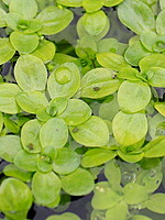 Callitriche stagnalis