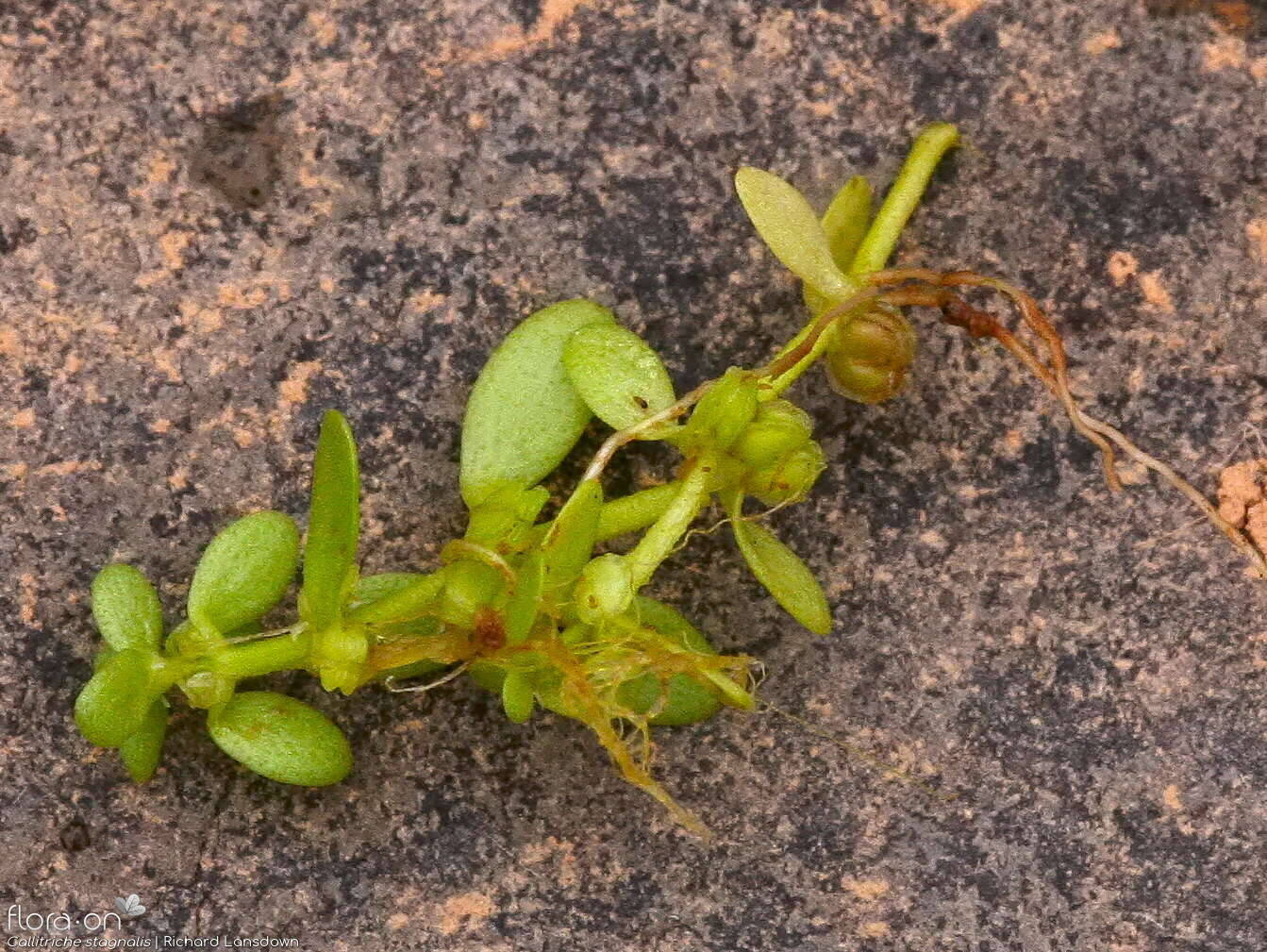 Callitriche stagnalis - Fruto | Richard Lansdown; CC BY-NC 4.0