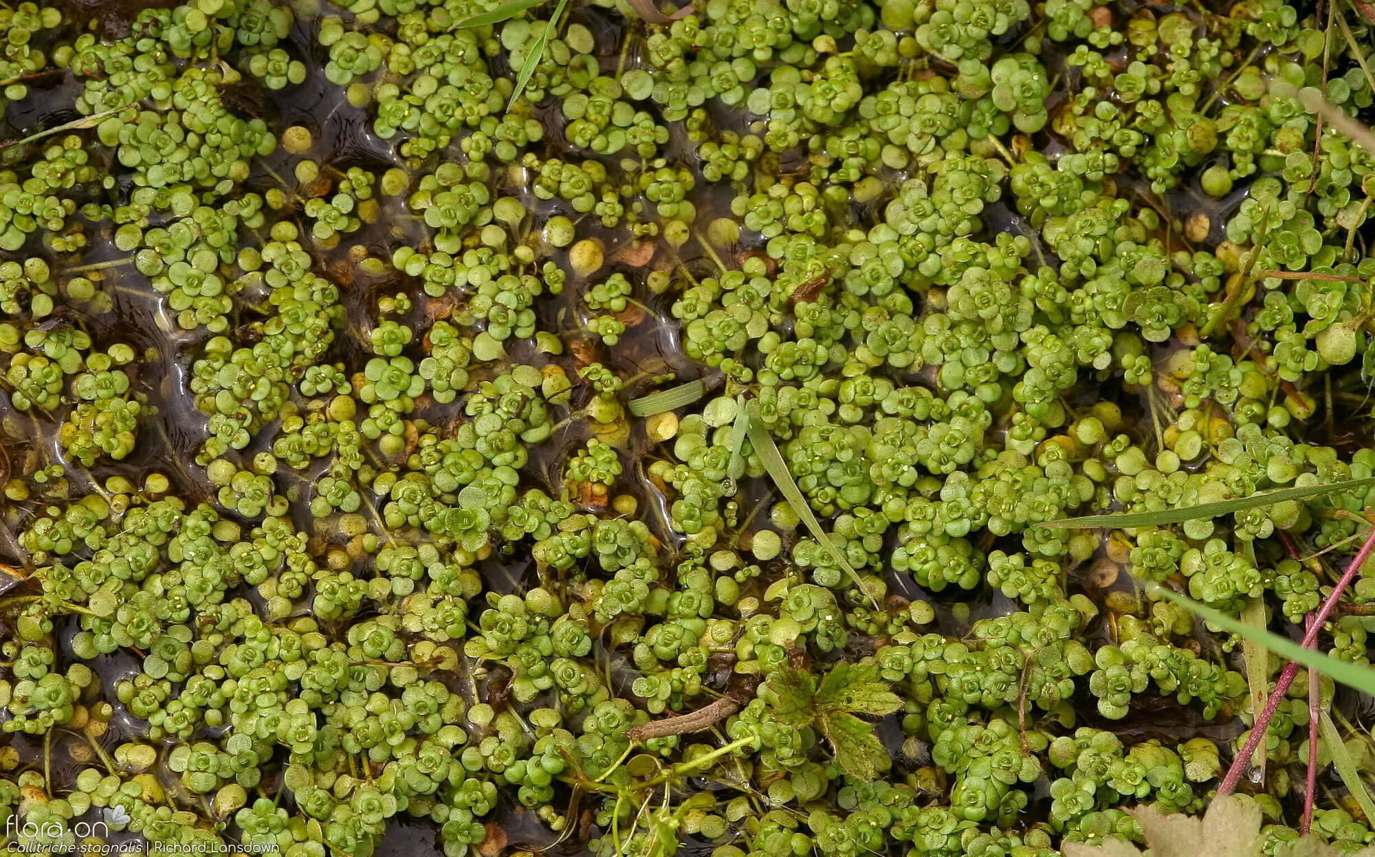Callitriche stagnalis - Hábito | Richard Lansdown; CC BY-NC 4.0