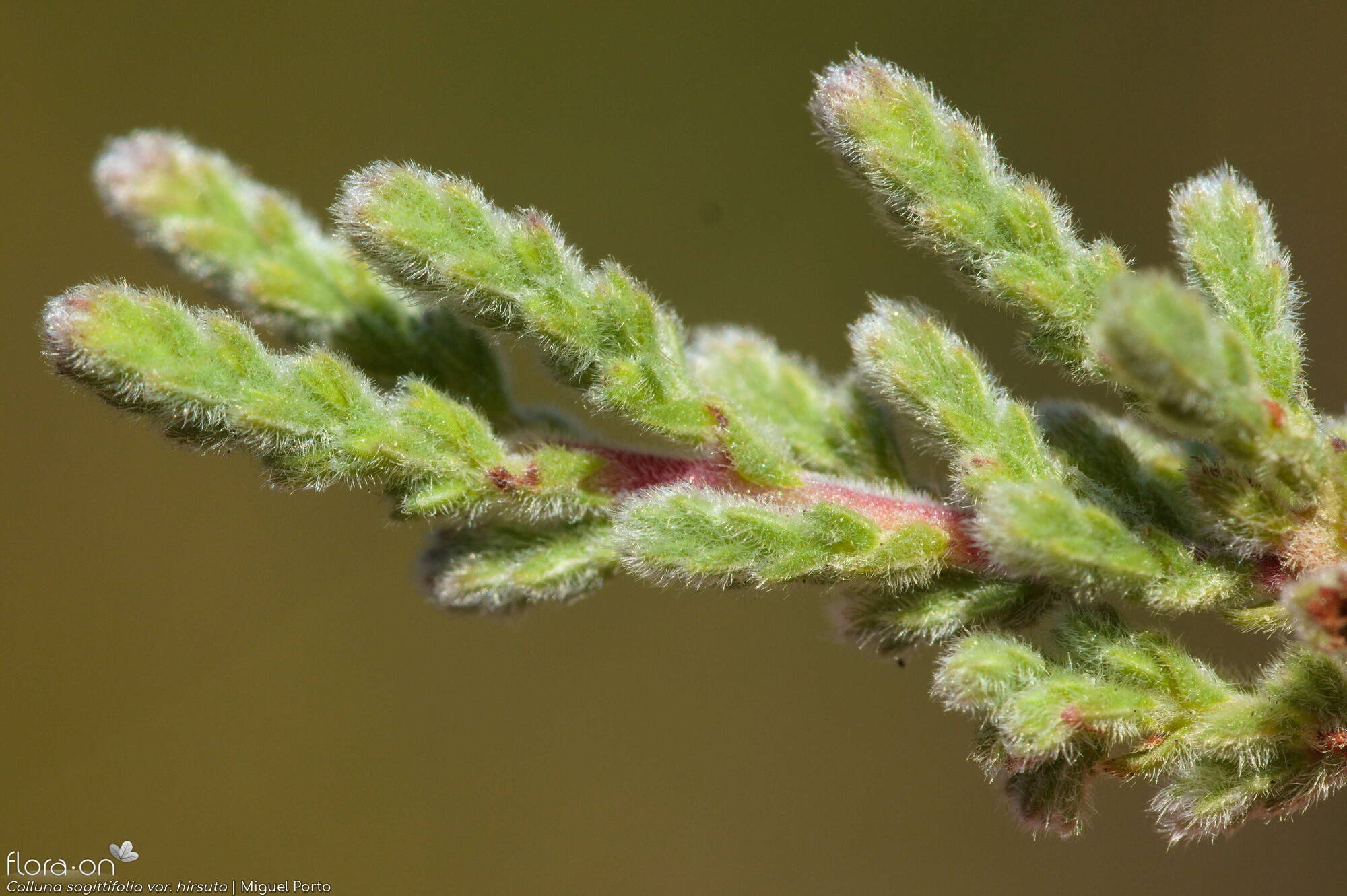 Calluna vulgaris - Folha | Miguel Porto; CC BY-NC 4.0