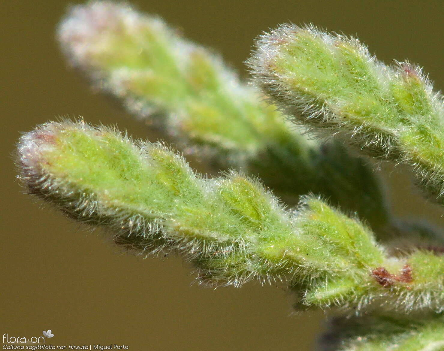 Calluna vulgaris - Folha | Miguel Porto; CC BY-NC 4.0