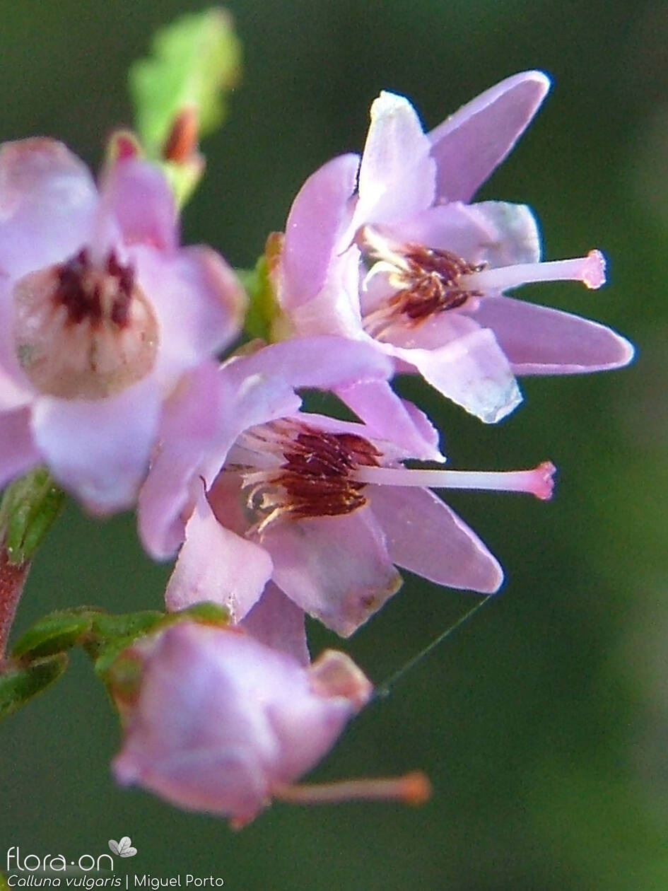 Calluna vulgaris - Flor (close-up) | Miguel Porto; CC BY-NC 4.0