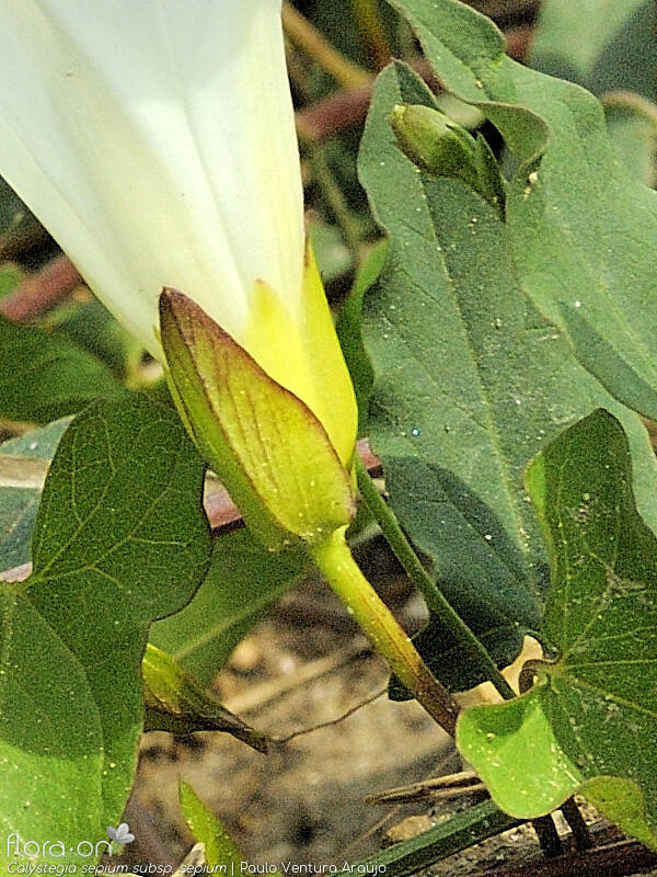 Calystegia sepium sepium - Cálice | Paulo Ventura Araújo; CC BY-NC 4.0