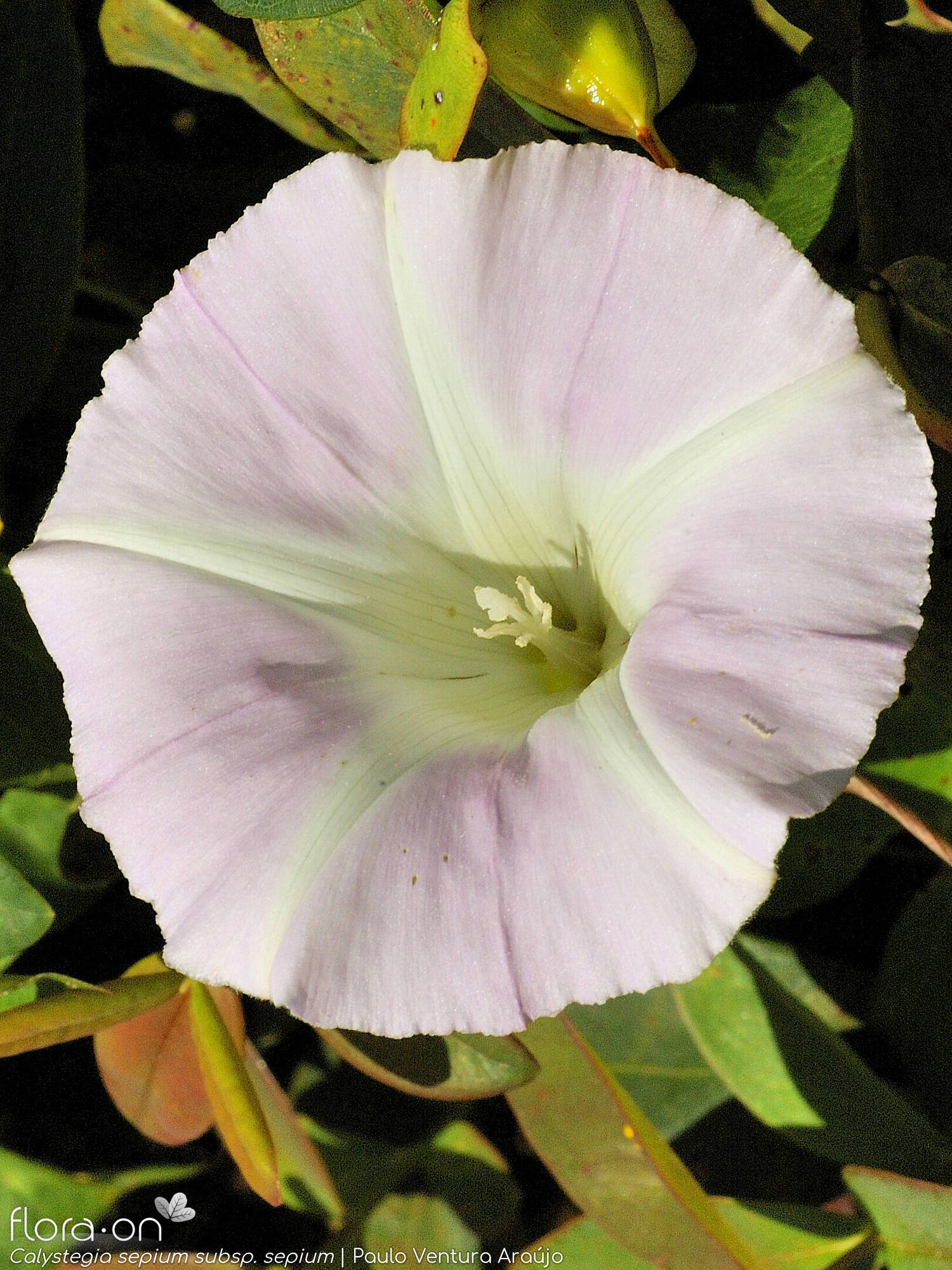 Calystegia sepium sepium - Flor (close-up) | Paulo Ventura Araújo; CC BY-NC 4.0