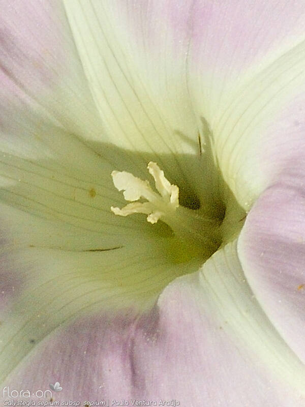 Calystegia sepium sepium - Estruturas reprodutoras | Paulo Ventura Araújo; CC BY-NC 4.0