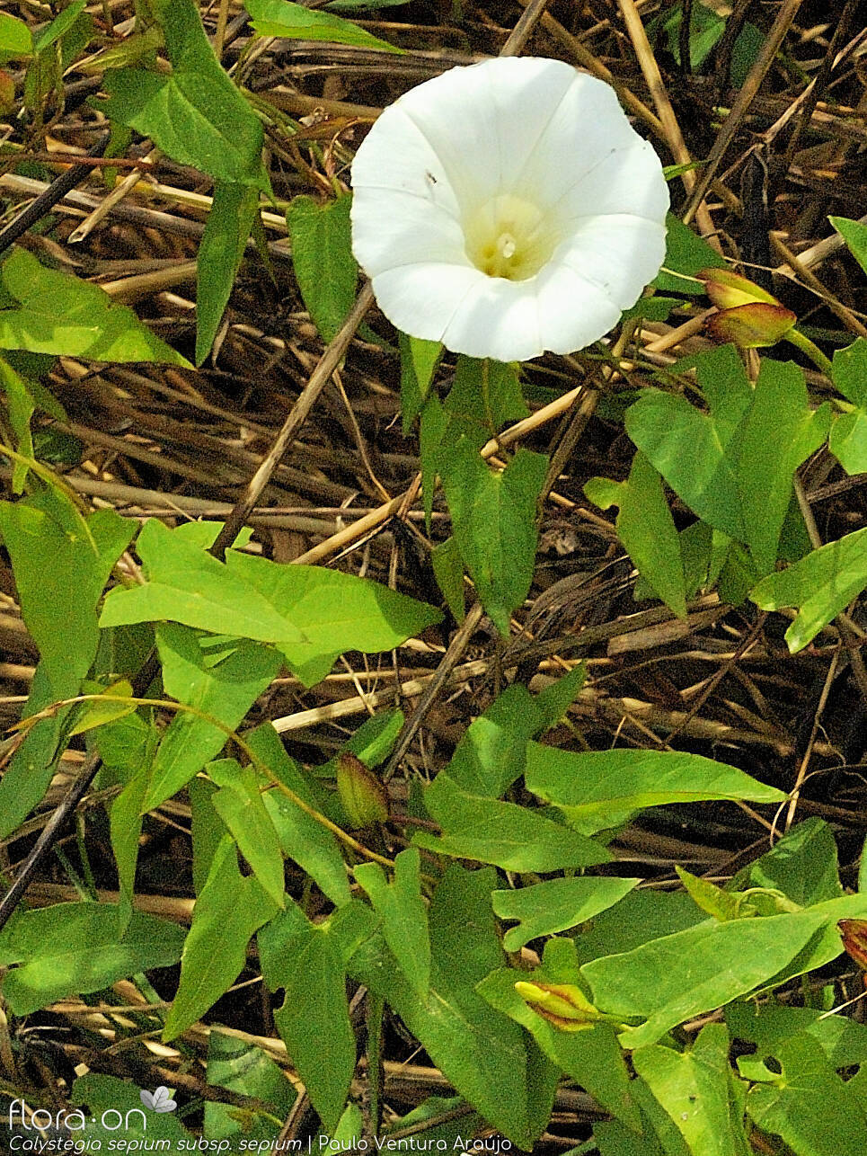 Calystegia sepium sepium - Flor (geral) | Paulo Ventura Araújo; CC BY-NC 4.0