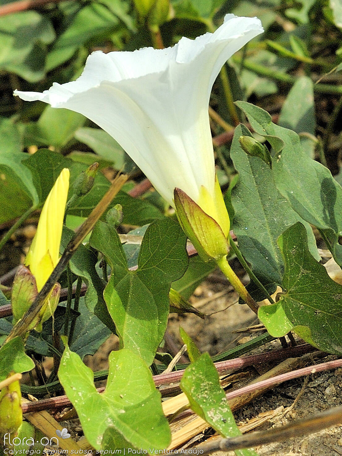 Calystegia sepium sepium - Flor (close-up) | Paulo Ventura Araújo; CC BY-NC 4.0