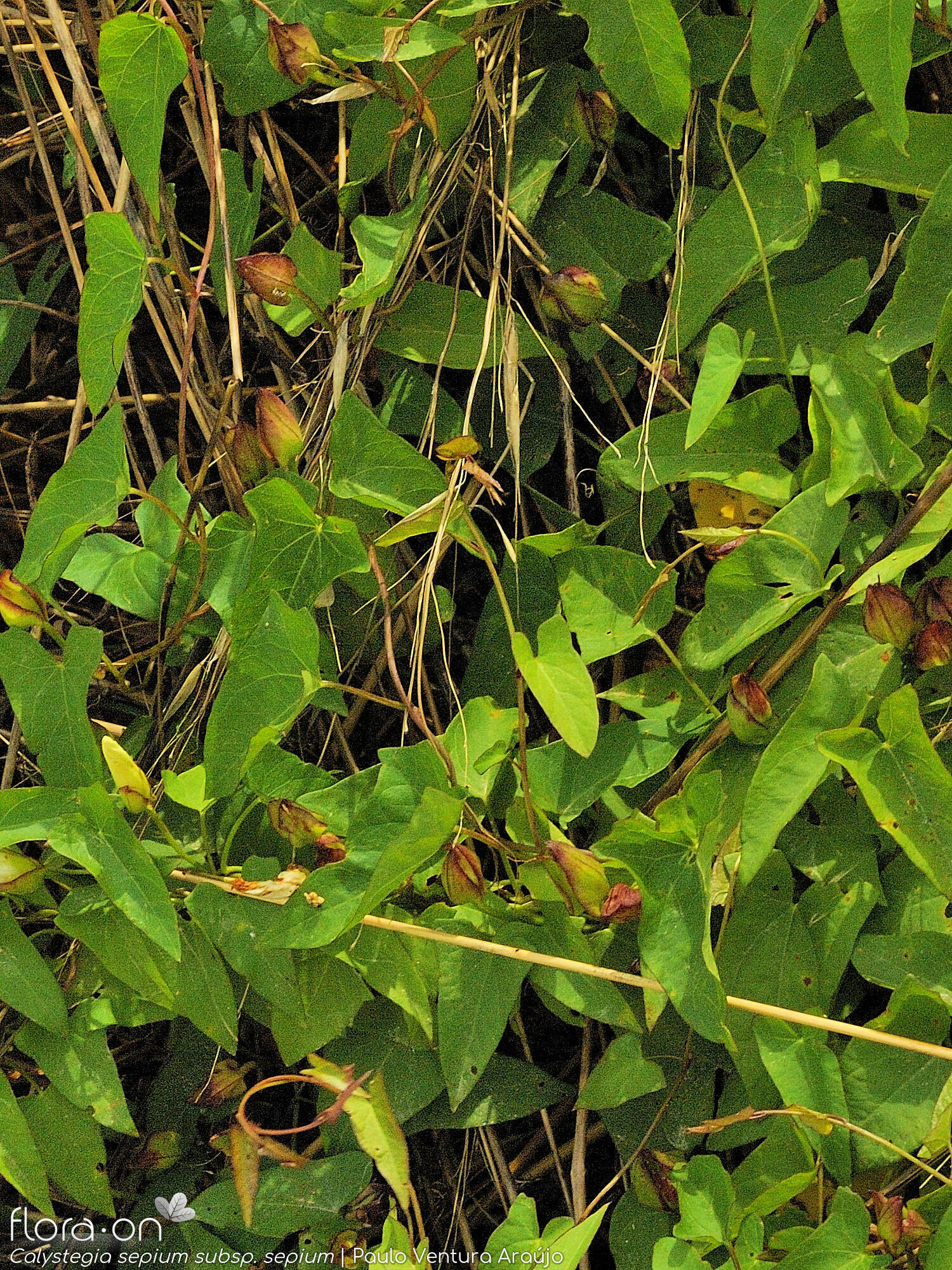 Calystegia sepium sepium - Hábito | Paulo Ventura Araújo; CC BY-NC 4.0