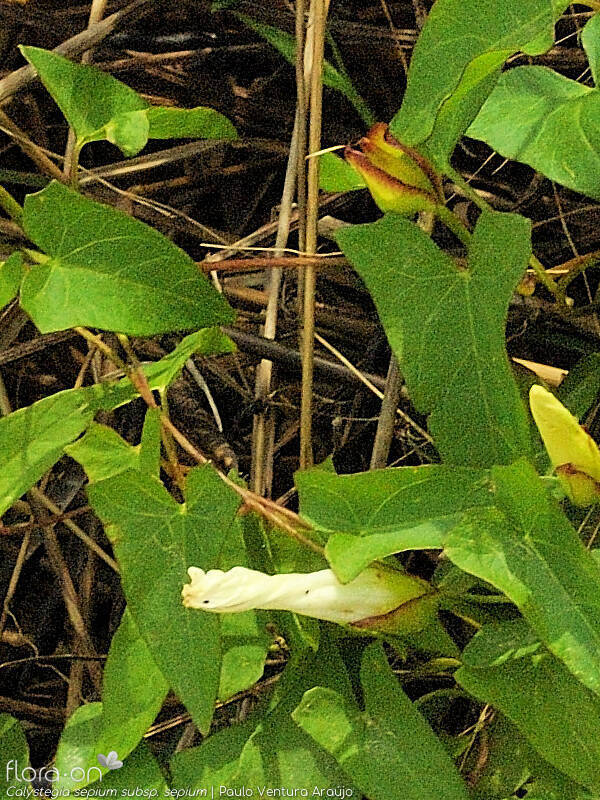 Calystegia sepium sepium - Folha | Paulo Ventura Araújo; CC BY-NC 4.0