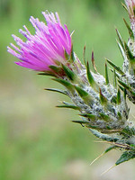 Carduus pycnocephalus