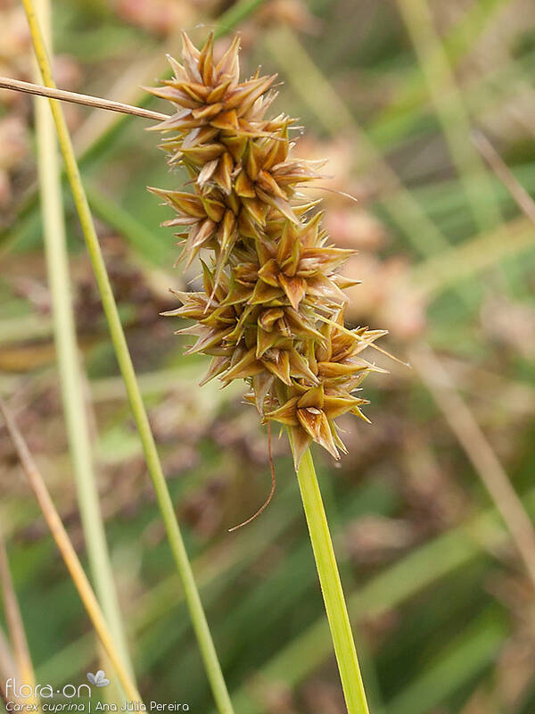 Carex cuprina - Flor (geral) | Ana Júlia Pereira; CC BY-NC 4.0