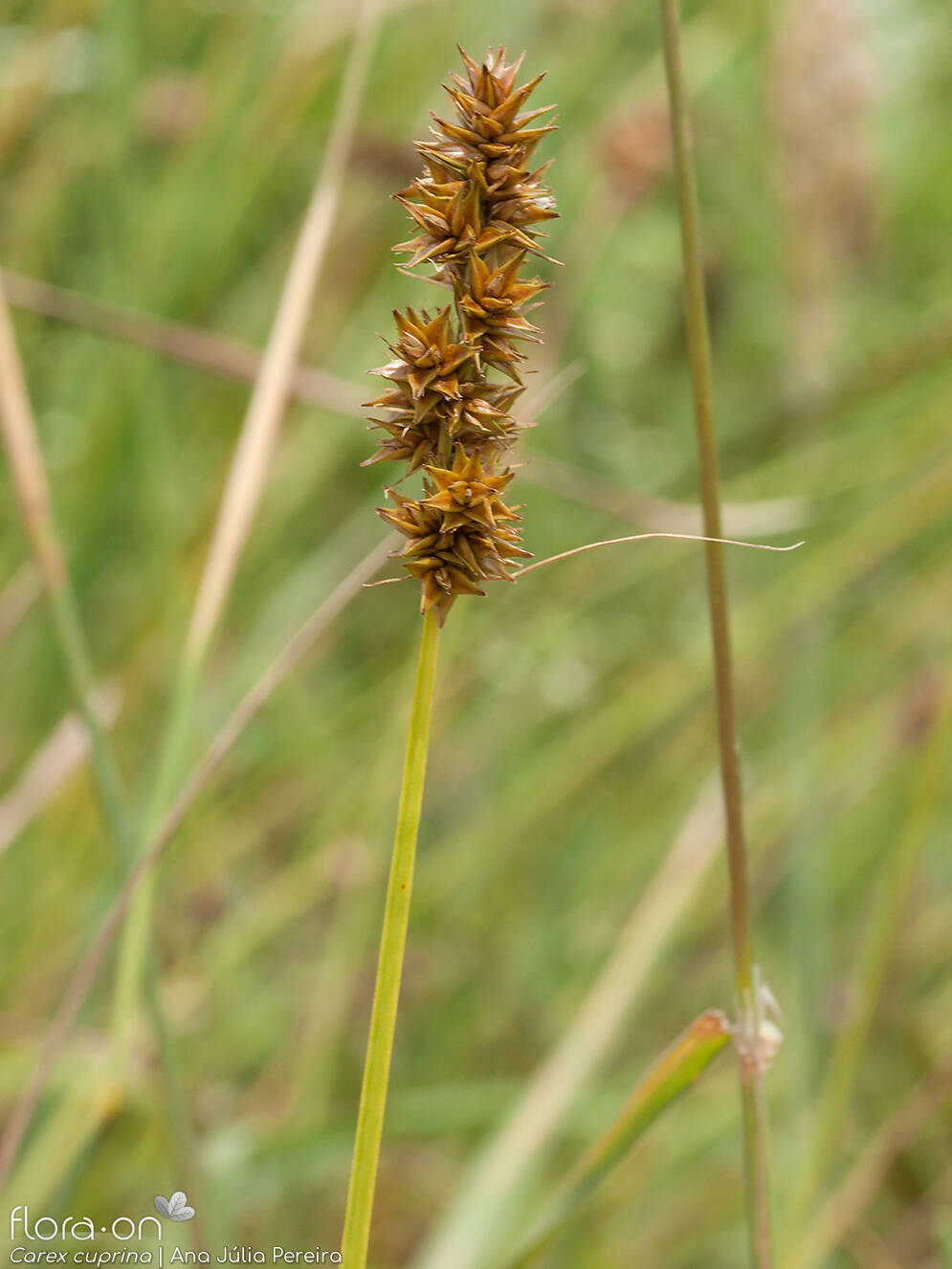 Carex cuprina - Flor (geral) | Ana Júlia Pereira; CC BY-NC 4.0