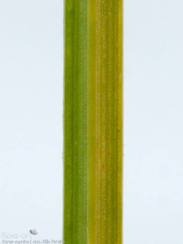 Carex cuprina - Caule | Ana Júlia Pereira; CC BY-NC 4.0
