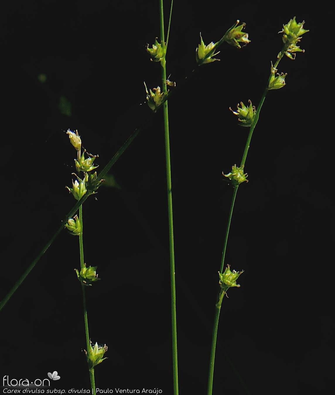 Carex divulsa divulsa - Flor (geral) | Paulo Ventura Araújo; CC BY-NC 4.0