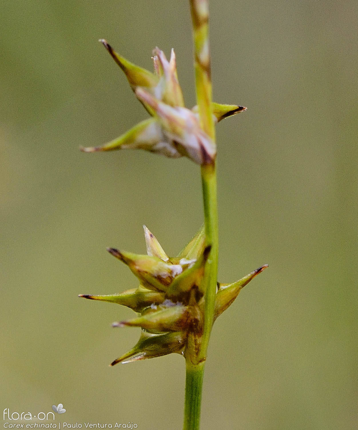 Carex echinata - Flor (close-up) | Paulo Ventura Araújo; CC BY-NC 4.0