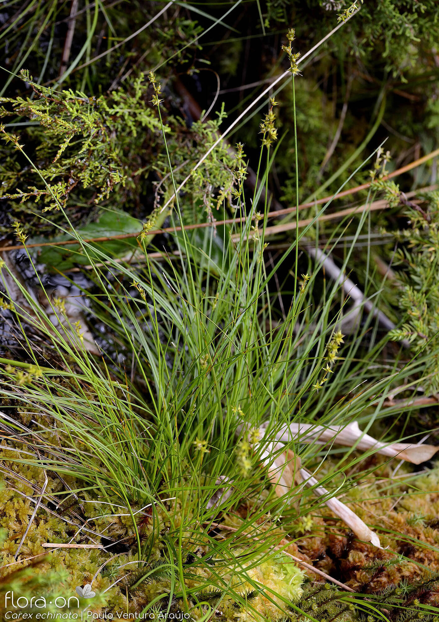 Carex echinata - Hábito | Paulo Ventura Araújo; CC BY-NC 4.0