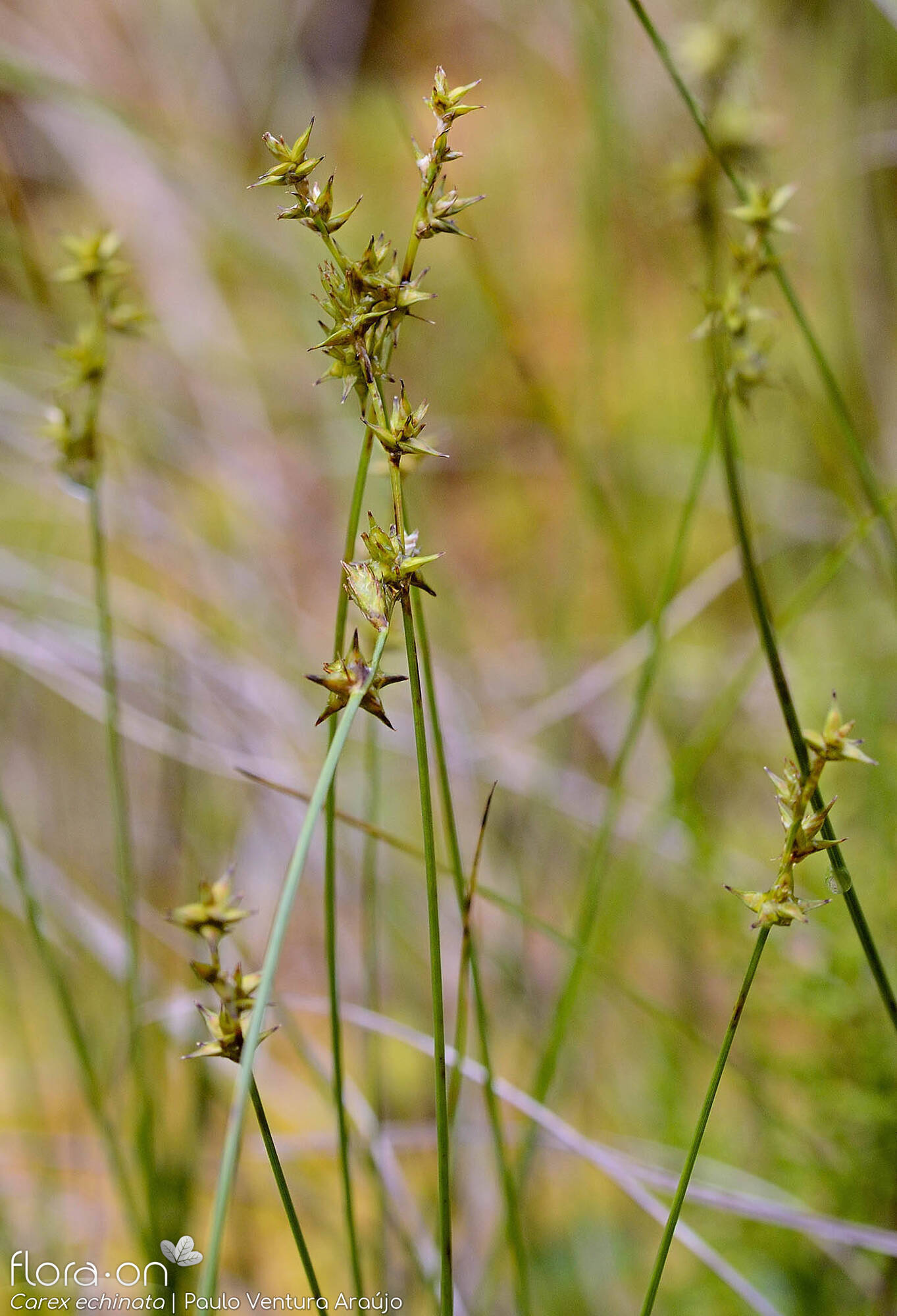 Carex echinata - Hábito | Paulo Ventura Araújo; CC BY-NC 4.0