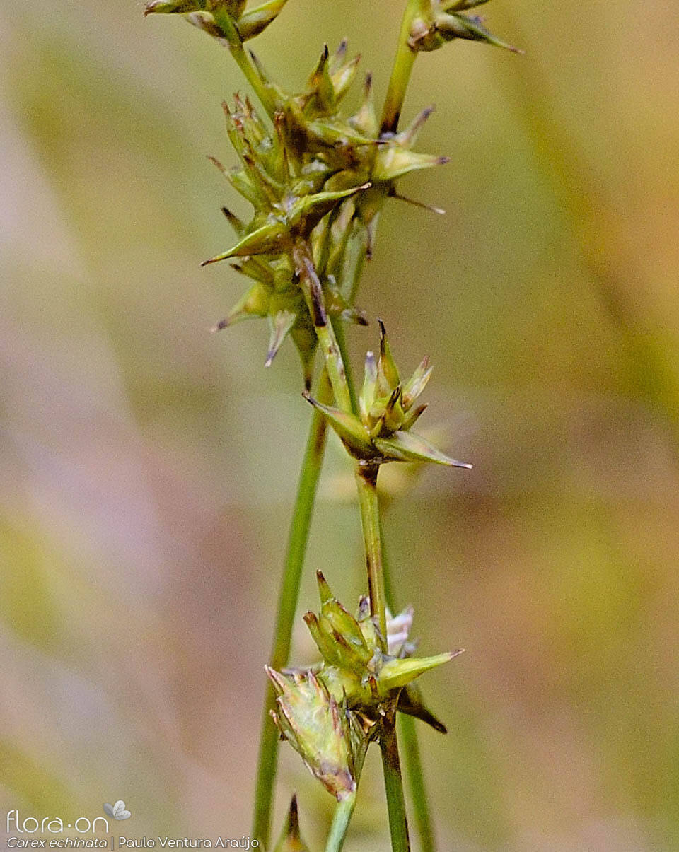 Carex echinata - Flor (geral) | Paulo Ventura Araújo; CC BY-NC 4.0