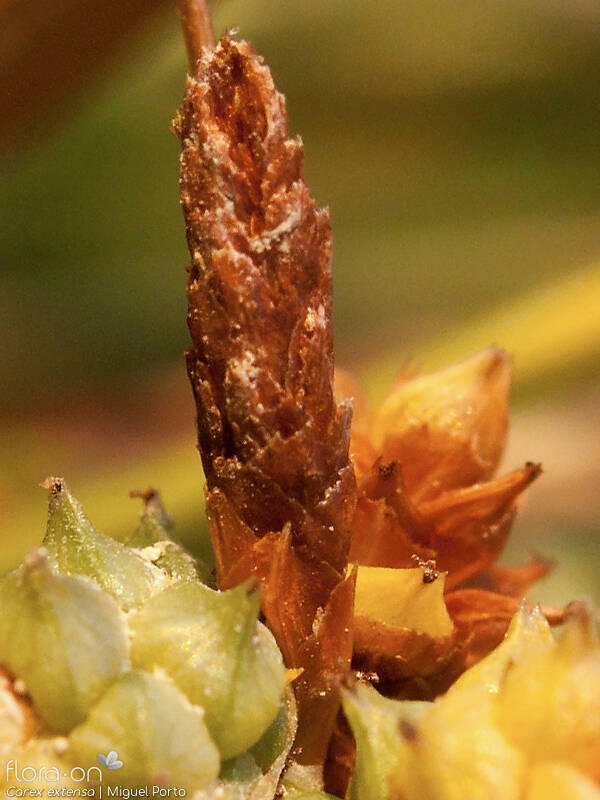 Carex extensa - Flor (close-up) | Miguel Porto; CC BY-NC 4.0