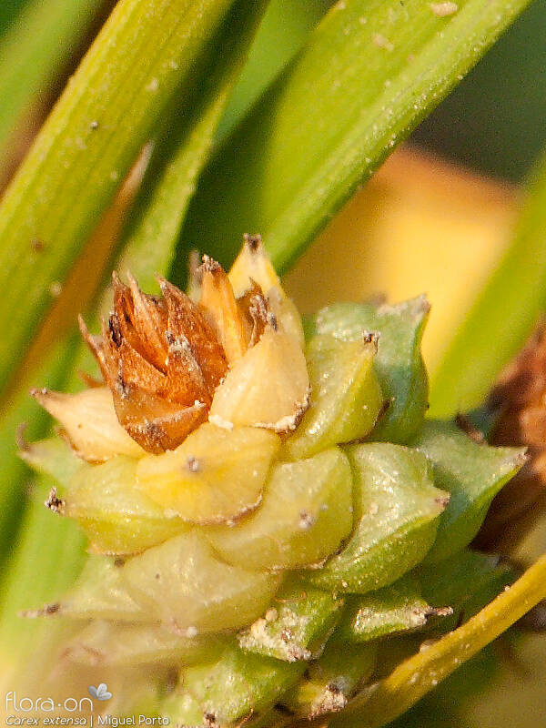 Carex extensa - Flor (close-up) | Miguel Porto; CC BY-NC 4.0