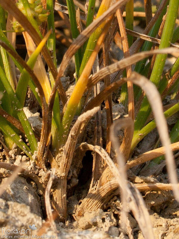 Carex extensa - Folha | Miguel Porto; CC BY-NC 4.0