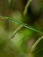 Carex hochstetterana