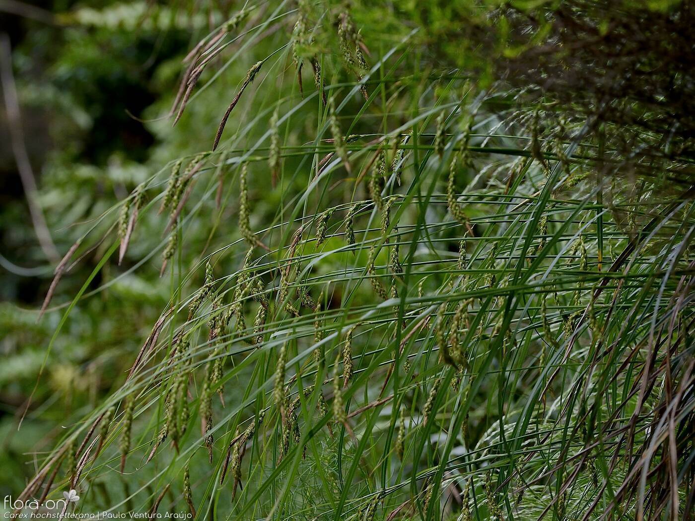 Carex hochstetterana -  | Paulo Ventura Araújo; CC BY-NC 4.0