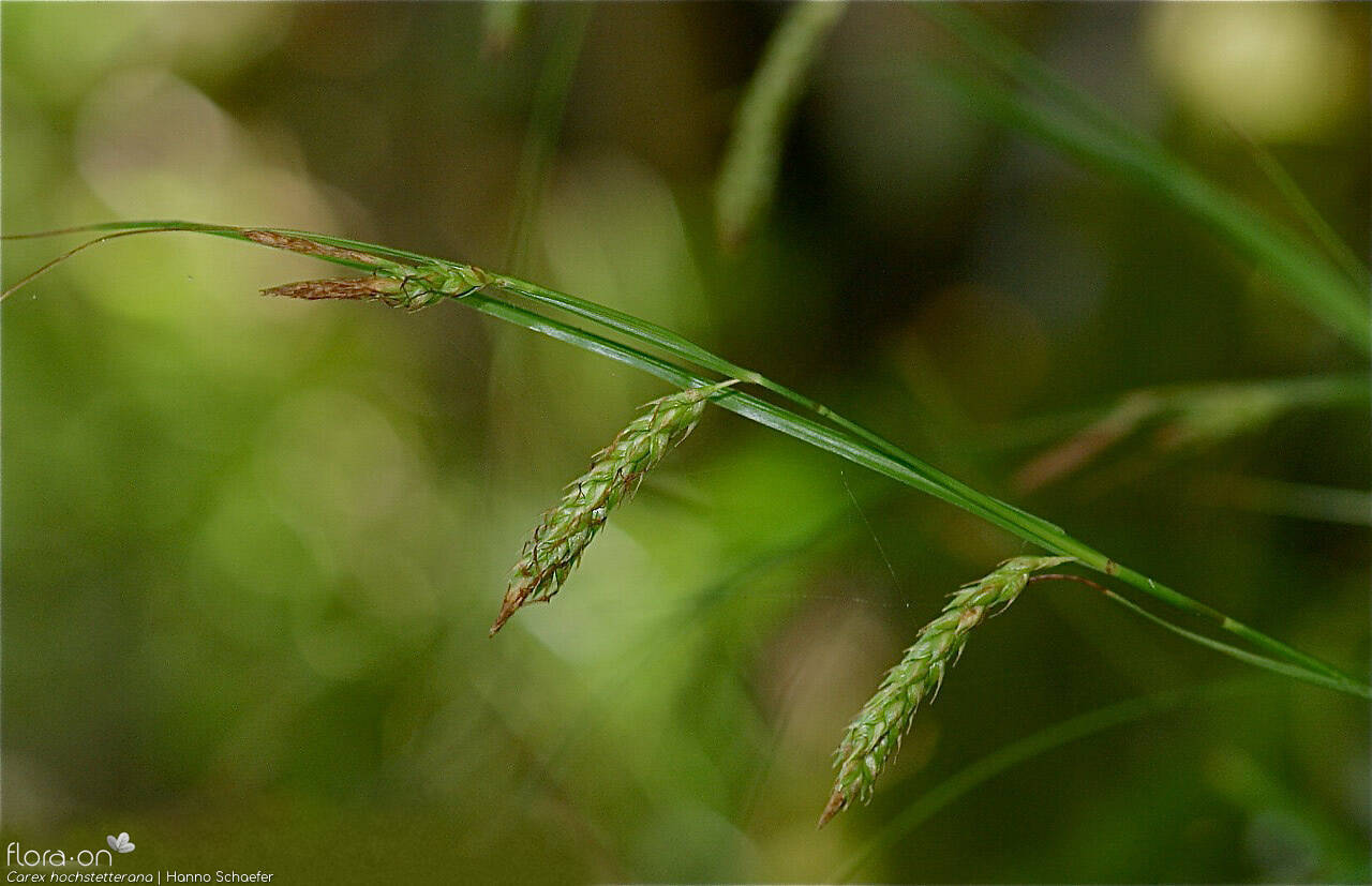 Carex hochstetterana -  | Hanno Schaefer; CC BY-NC 4.0