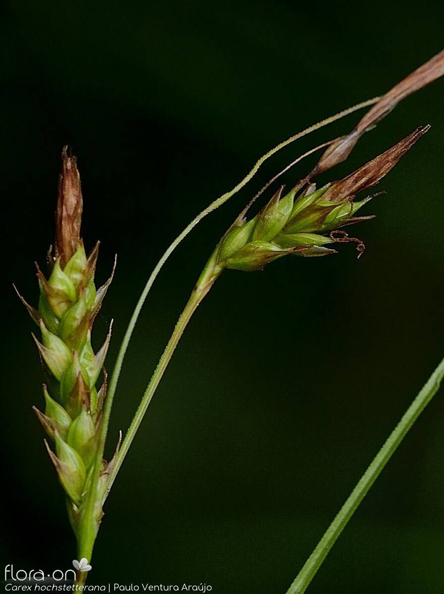 Carex hochstetterana -  | Paulo Ventura Araújo; CC BY-NC 4.0