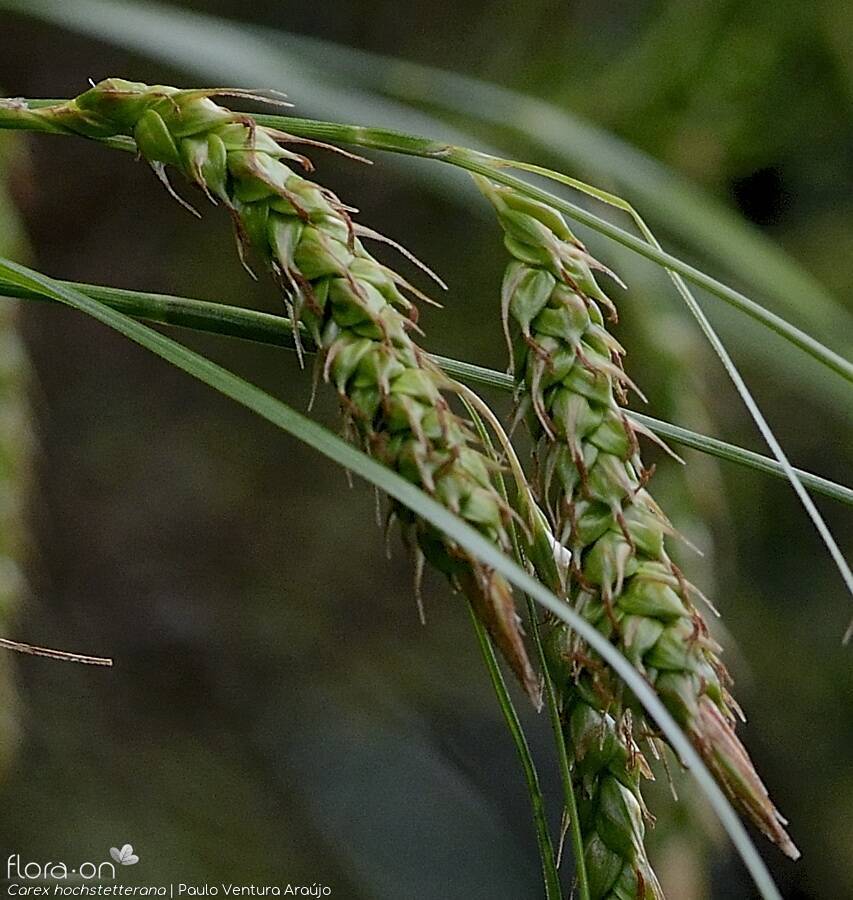 Carex hochstetterana - | Paulo Ventura Araújo; CC BY-NC 4.0